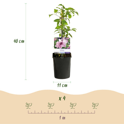 Clematis 'Pink Fantasy' - Clematis - 2 planten - Pot 11cm - Hoogte 40cm
