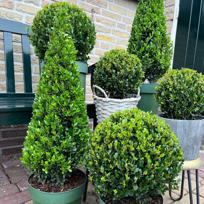 Ilex crenata 'Piramide' - wintergroene Japanse Hulst