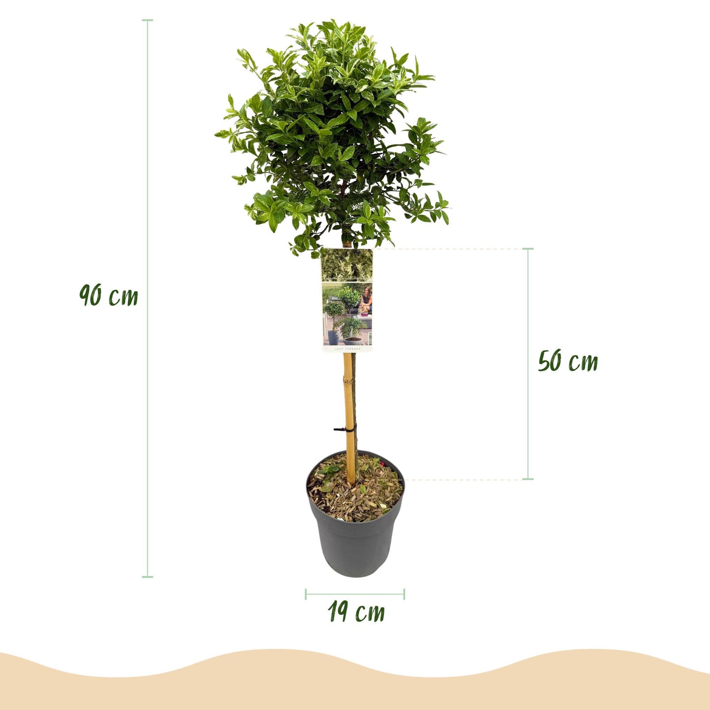 Euonymus fortunei 'Harlequin' op stam - Kardinaalshoed - hoogte 90cm