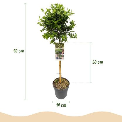 Euonymus fortunei 'Harlequin' op stam - Kardinaalshoed - hoogte 90cm