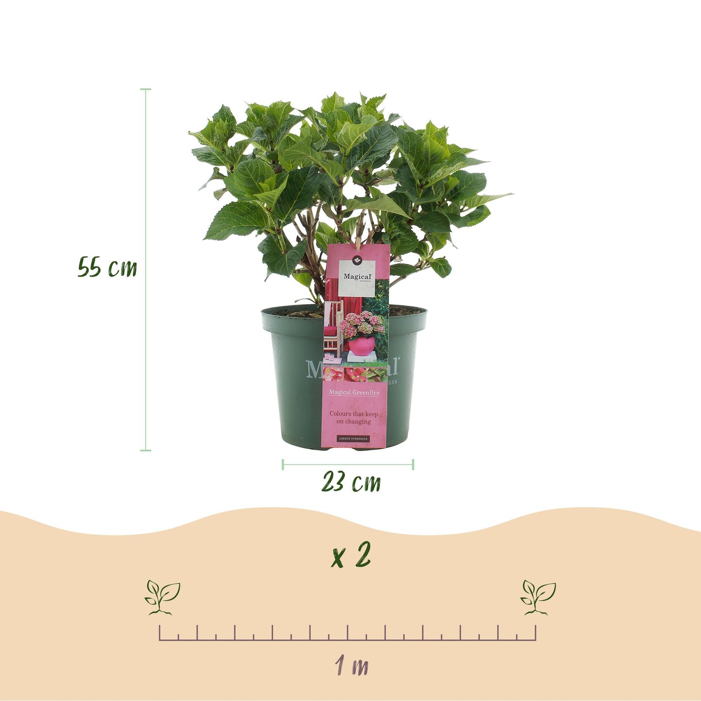 Hydrangea 'Magical Green Fire' - Rozegroene Hortensia - 6-10 bloemen - hoogte 50cm