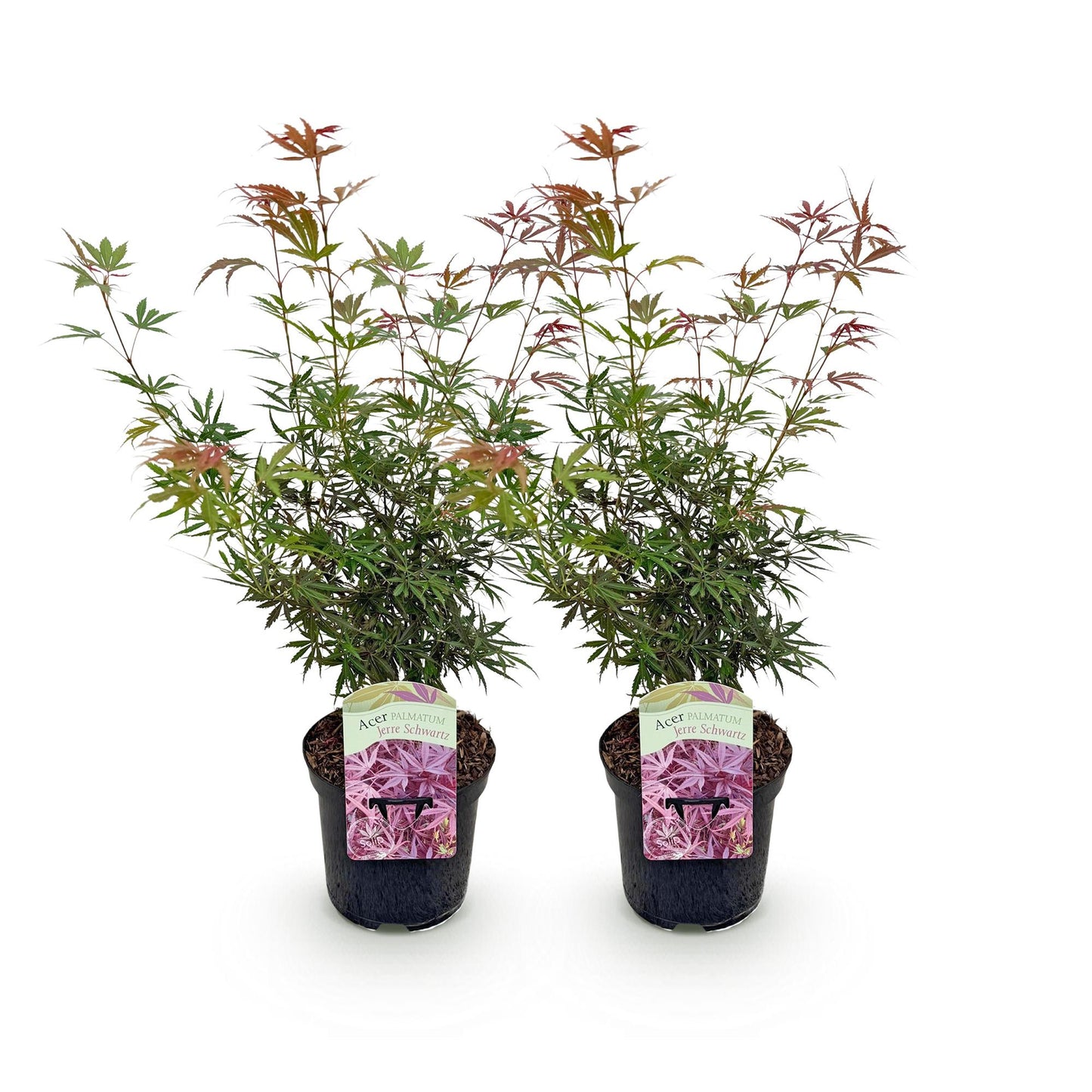 Green boutiQ - Terrasplant - Japanse Esdoorn - Acer palmatum Jerre Swarts - Donker Rood - 2 Planten - Bladverliezend -  Pot 19cm Hoogte 70cm