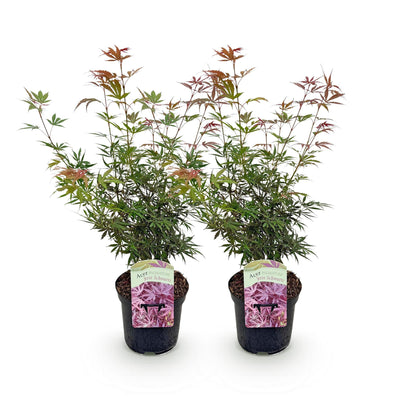 Green boutiQ - Terrasplant - Japanse Esdoorn - Acer palmatum Jerre Swarts - Donker Rood - 2 Planten - Bladverliezend -  Pot 19cm Hoogte 70cm