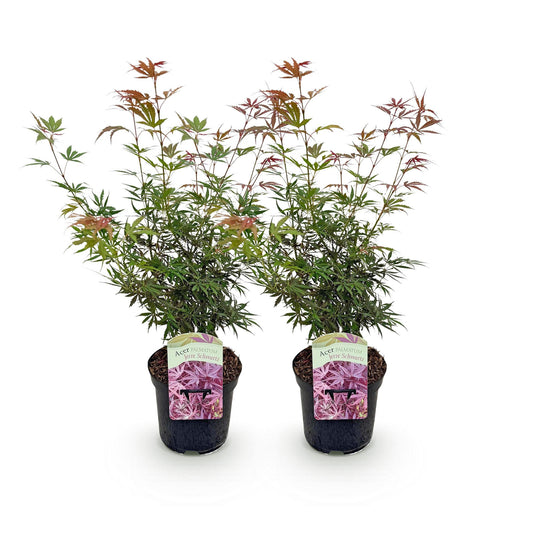 Green boutiQ - Terrasplant - Japanse Esdoorn - Acer palmatum Jerre Swarts - Donker Rood - 2 Planten - Bladverliezend -  Pot 19cm Hoogte 70cm