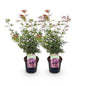 Green boutiQ - Terrasplant - Japanse Esdoorn - Acer palmatum Jerre Swarts - Donker Rood - 2 Planten - Bladverliezend -  Pot 19cm Hoogte 70cm