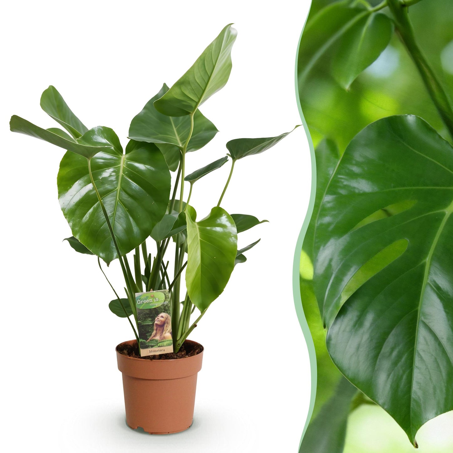 Green BoutiQ - Green is... Kamerplanten - Monstera Deliciosa - Gatenplant - Weinig onderhoud - Groen - 1 Plant - Pot 21cm - Hoogte 70-80cm