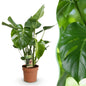Monstera Deliciosa - Gatenplant - 1 plant - pot 21cm - hoogte 70-80cm
