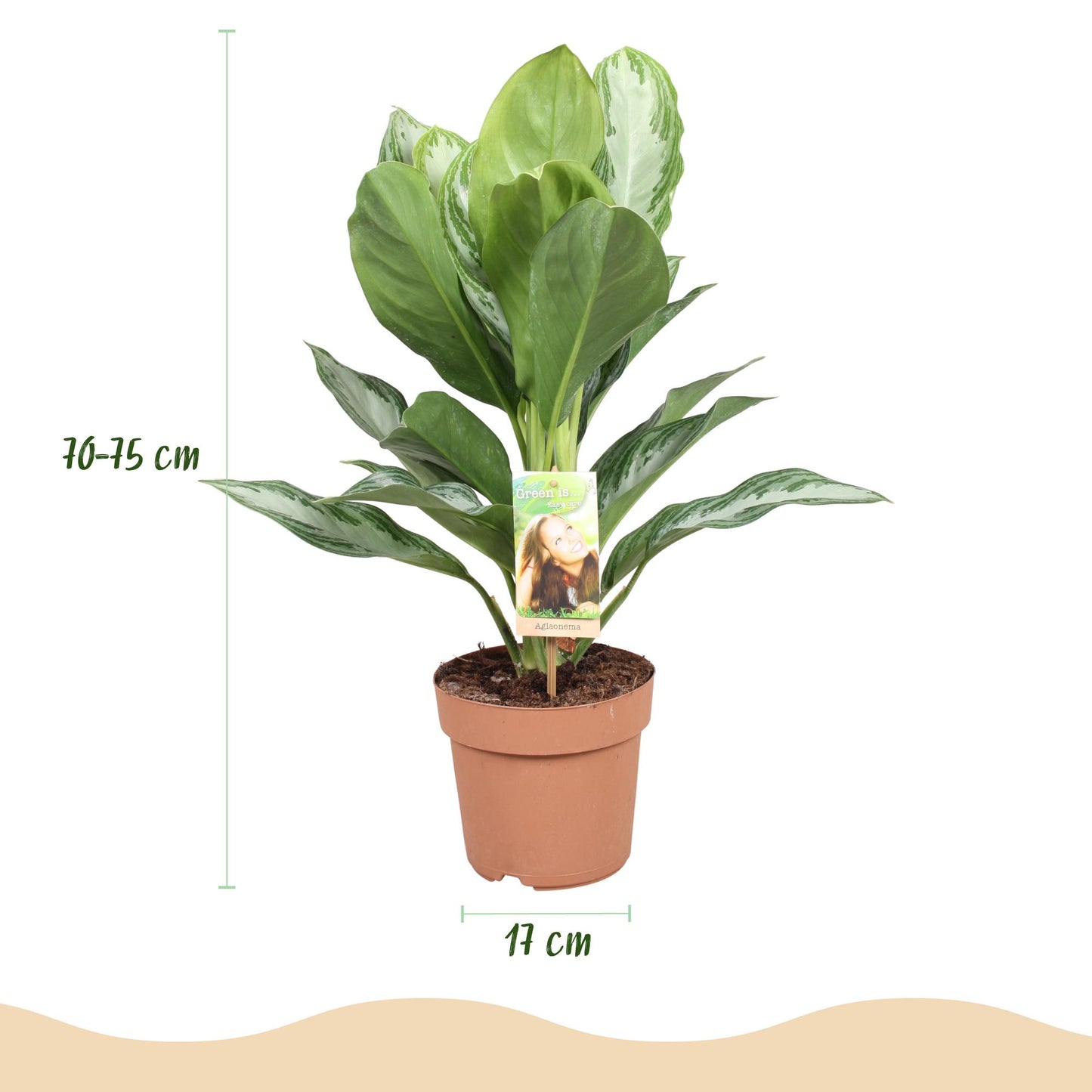 Aglaonema Silver Bay - Zilverblad - 2 planten - pot 17cm - hoogte 70-75cm