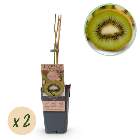 Actinidia deliciosa 'Jenny' - zelfbestuivende Kiwiplant