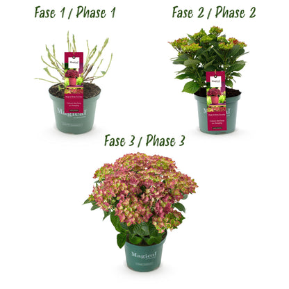 Hydrangea 'Magical Teusday & Saphire' - Rode Hortensia - 6-10 bloemen - hoogte 55cm