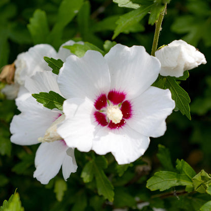 Green boutiQ - Tuinplant - Hibiscus syriacus Red Heart - Tuin Hibiscus - Winterhard - Wit - Rood - 3 Planten - Pot 17cm - Hoogte 45cm