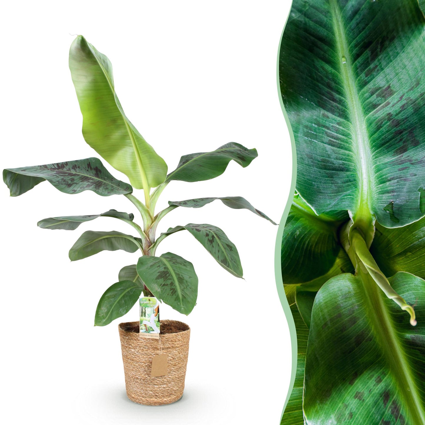 Musa acuminata Dwarf Cavendisch - Bananenplant - incl. mand - 1 plant - pot 21cm - hoogte 70-75cm