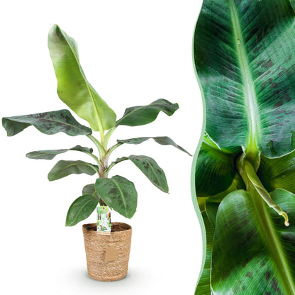 Musa acuminata Dwarf Cavendisch - Bananenplant - incl. mand - 1 plant - pot 21cm - hoogte 70-75cm