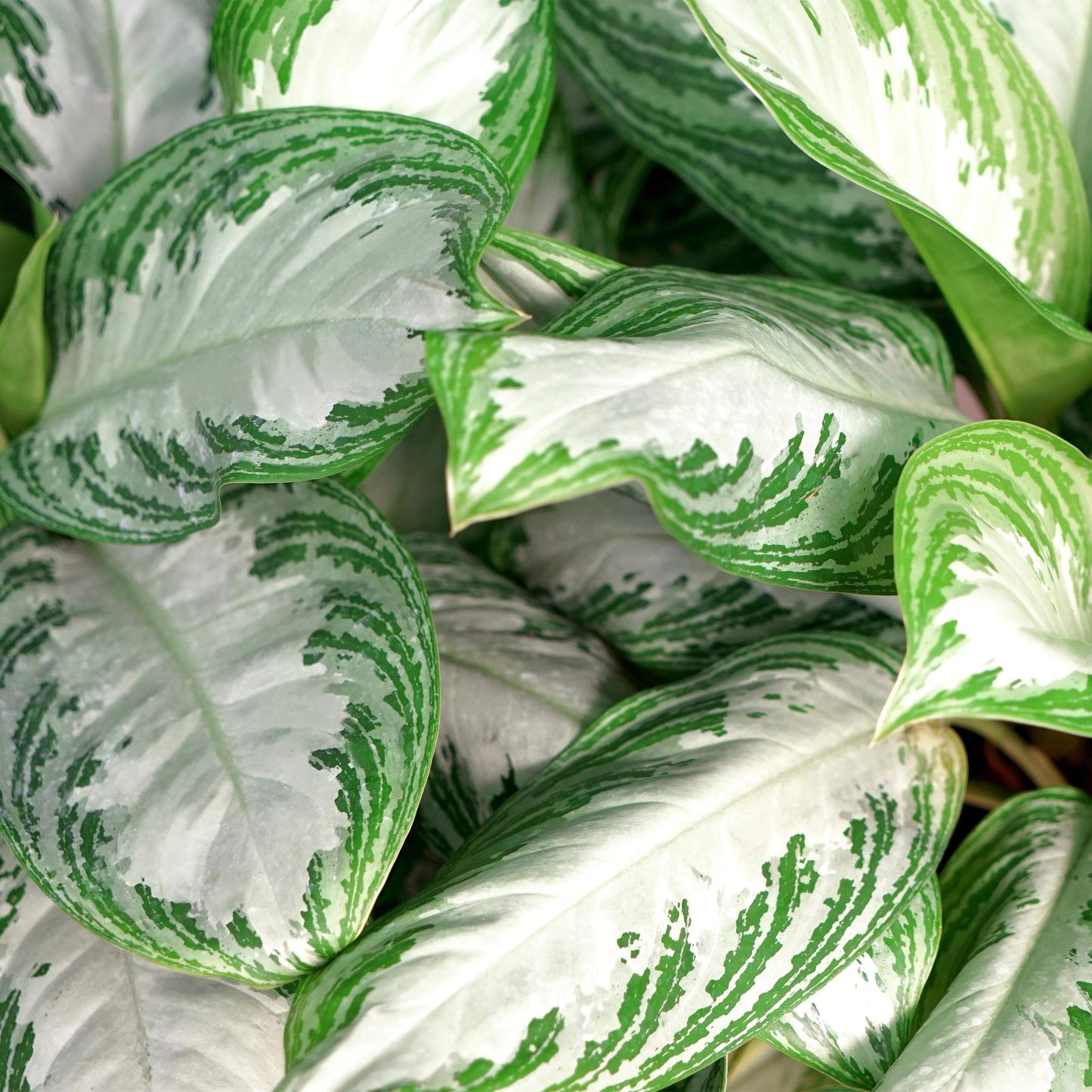 Aglaonema Silver Bay - Zilverblad - 2 planten - pot 17cm - hoogte 70-75cm