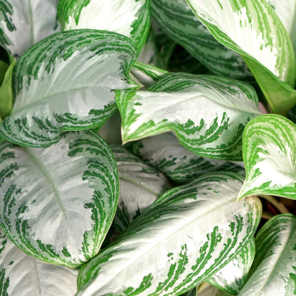 Aglaonema Silver Bay - Zilverblad - 2 planten - pot 17cm - hoogte 70-75cm
