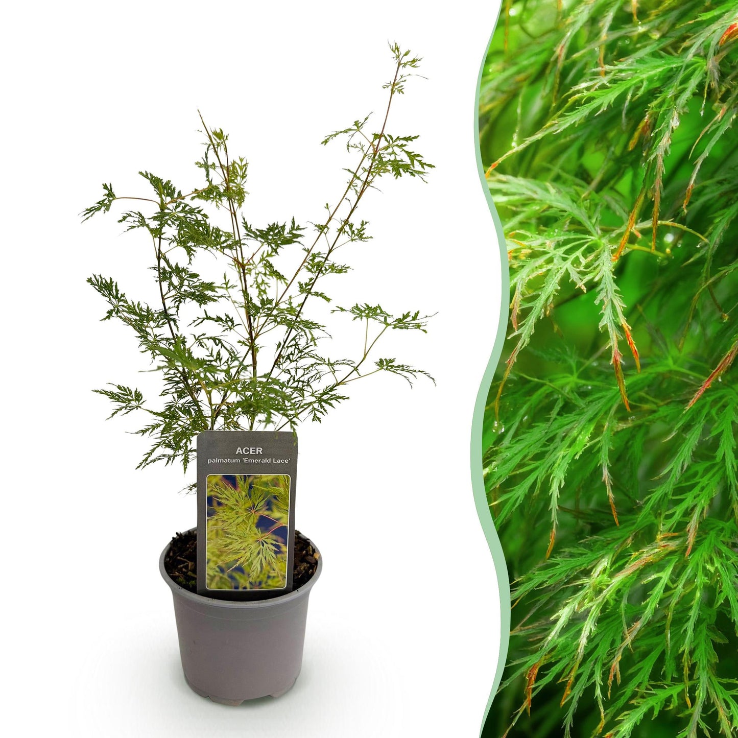 Acer palmatum 'Emerald Lace' - Japanse Esdoorn - hoogte 35cm