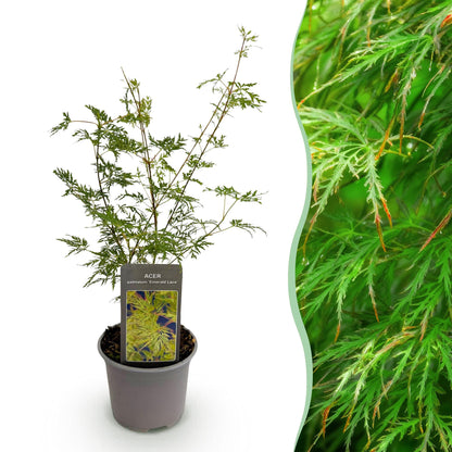 Acer palmatum 'Emerald Lace' - Japanse Esdoorn - hoogte 35cm