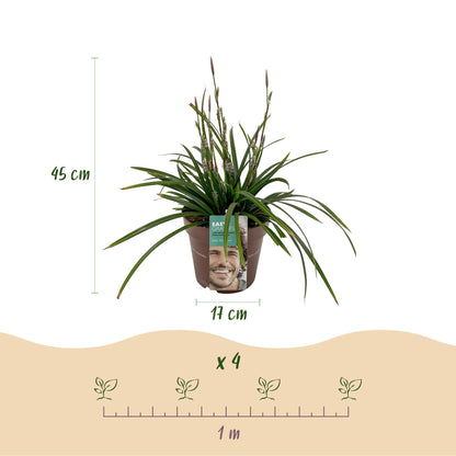 Green boutiQ - Siergrassen -  Carex morrowii Irish Green - Groen & Geel - 1 Plant - Groenblijvend - Winterhard - Pot 17cm Hoogte 50cm