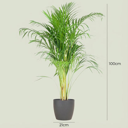 Areca Palm (Dypsis) mit Potter Grijs - 100cm - Ø21