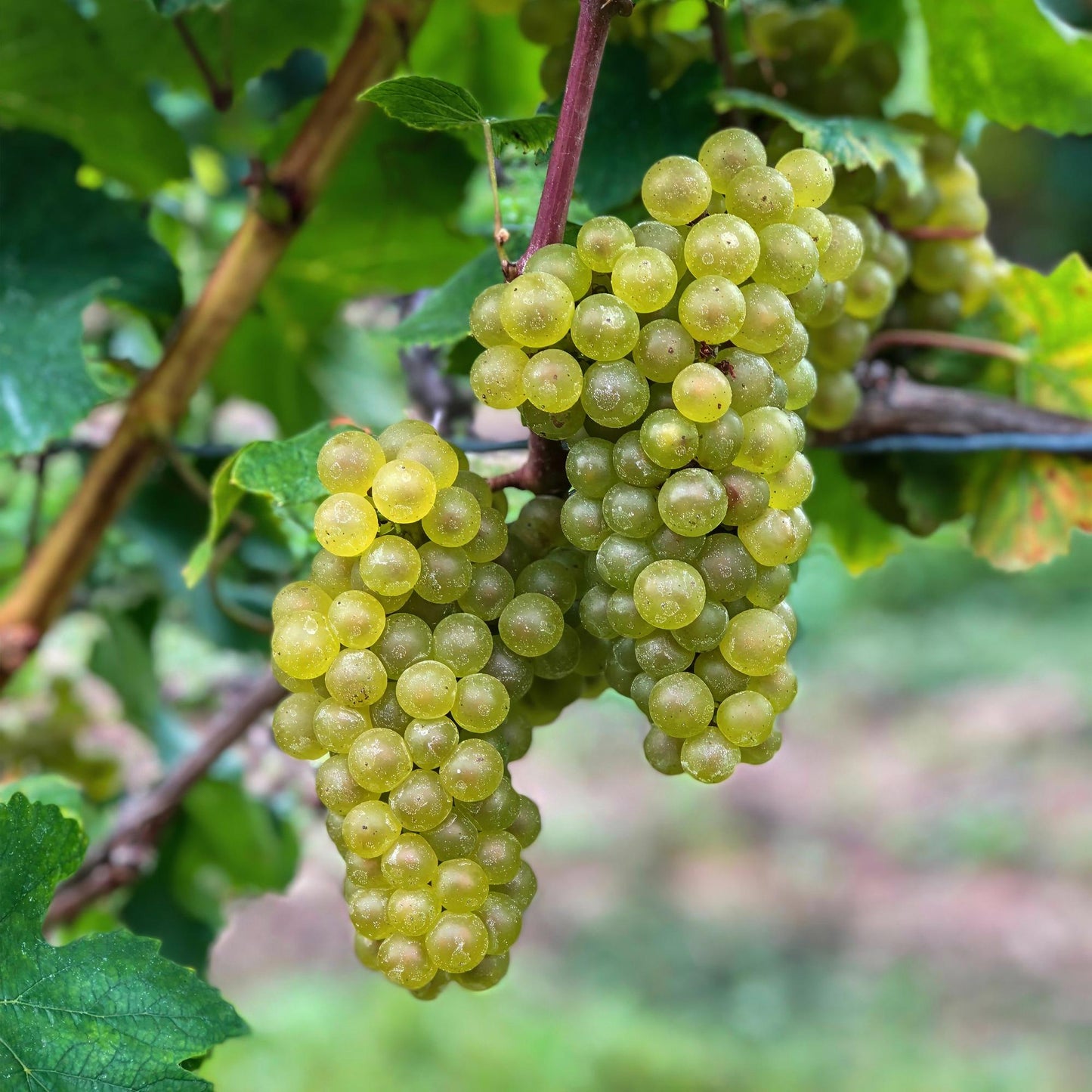 Vitis vinifera 'Bianca' - Witte Druif (geent)