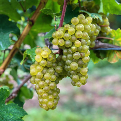 Vitis vinifera 'Bianca' - Witte Druif (geent)