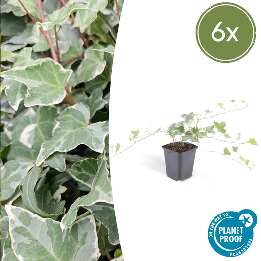 Hedera helix 'Glacier' - kleinbladige Klimop