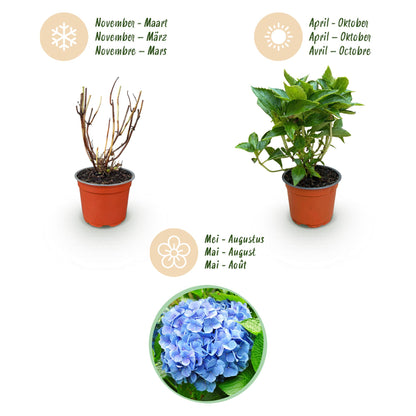 Hydrangea macrophylla 'Blue' - Bolhortensia - hoogte 20-30cm