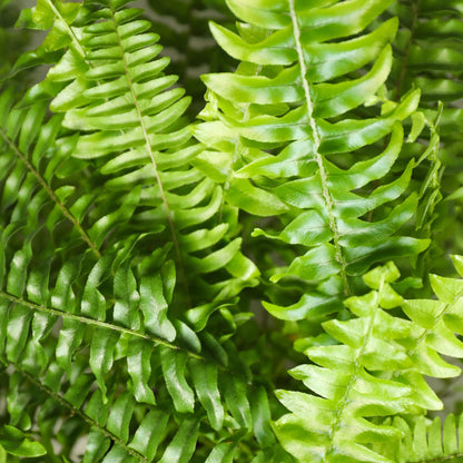Green boutiQ - Kamerplant - Nephrolepsis exaltata Green Lady - Varen - Huisdiervriendelijk - Groen - 4 Planten - Pot 12cm - Hoogte 28-30cm