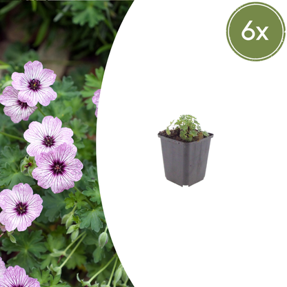 Geranium cinereum 'Ballerina' - Ooievaarsbek