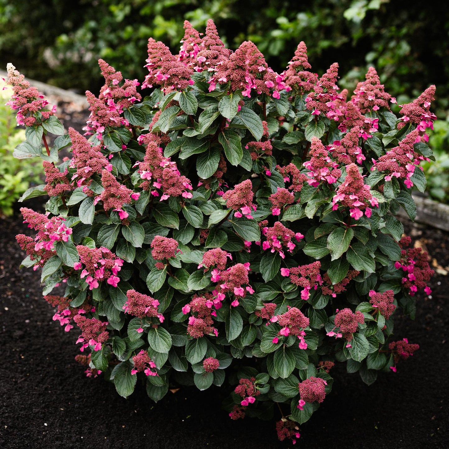 Hydrangea panniculata 'Living Infinity' - Pluimhortensia - Winterhard - Wit - 3 Planten - Pot 12cm - Hoogte Hoogte 20-30cm