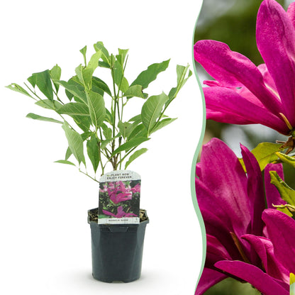 Magnolia 'Susan' - Magnolia - hoogte 45cm