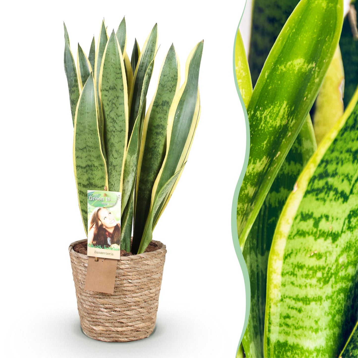 Sansevieria Laurentii - Vrouwentong - incl. mand - pot 21cm - hoogte 70-80cm