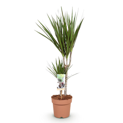 Dracaena Marginata - Drakenbloedboom - 1 plant - pot 17cm - hoogte 70-80cm