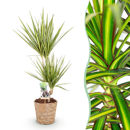 Dracaena Sunray - Drakenbloedboom - incl. mand - 1 plant - pot 17cm - hoogte 70-75cm