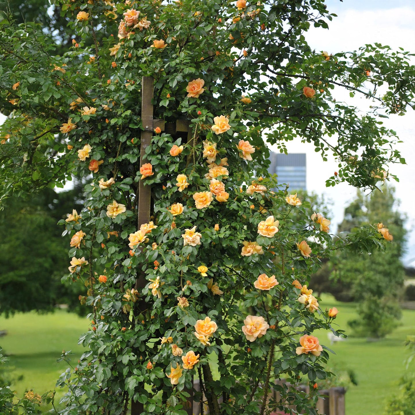 Rosa 'Orange Climber' - Klimroos