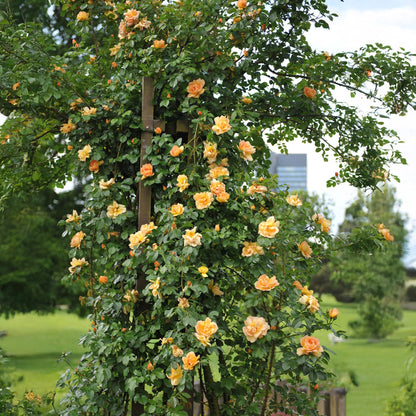 Rosa 'Orange Climber' - Klimroos