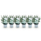 Green boutiQ - Terrasplant - Eucalyptus boom - Eucalyptus gunni  - Grijs - 6 Planten - Winterhard - Pot 14cm Hoogte 30cm