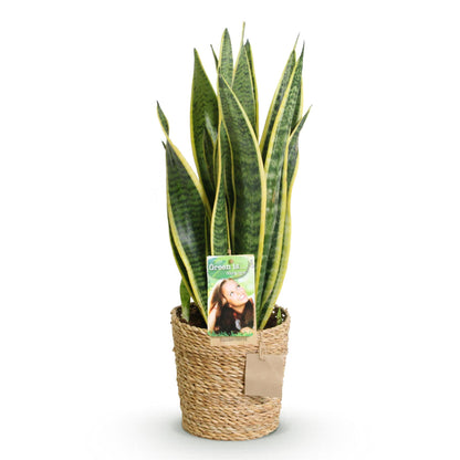 Sansevieria Laurentii - Vrouwentong - incl. mand - pot 17cm - hoogte 60-70cm