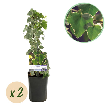 Hedera helix 'Glacier' - kleinbladige Klimop