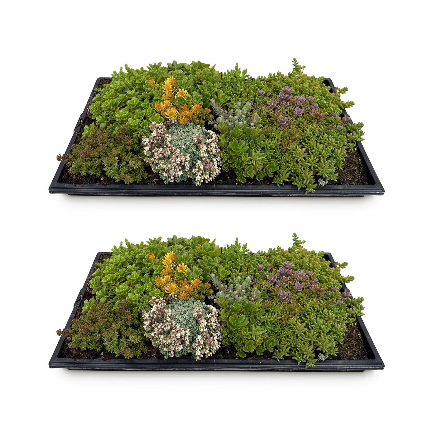 Sedum mat - bestaat uit 10 soorten - 2 x lengte 50 breedte 30