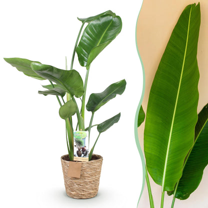 Stelitzia Nicolai - Paradijsvogelbloem - incl. mand - pot 17cm - hoogte 70-90cm