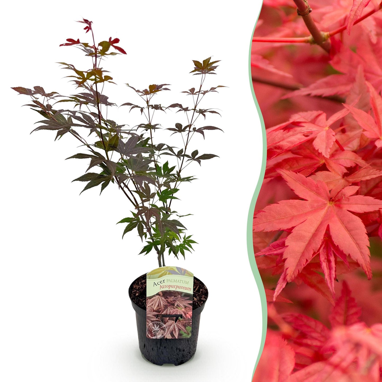 Acer palmatum 'Atropurpureum' - Japans esdoorn - hoogte 70cm