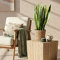 Sansevieria Laurentii - Vrouwentong - incl. mand - pot 21cm - hoogte 70-80cm