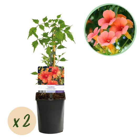 Campsis radicans 'Madame Galen' - Trompetbloem
