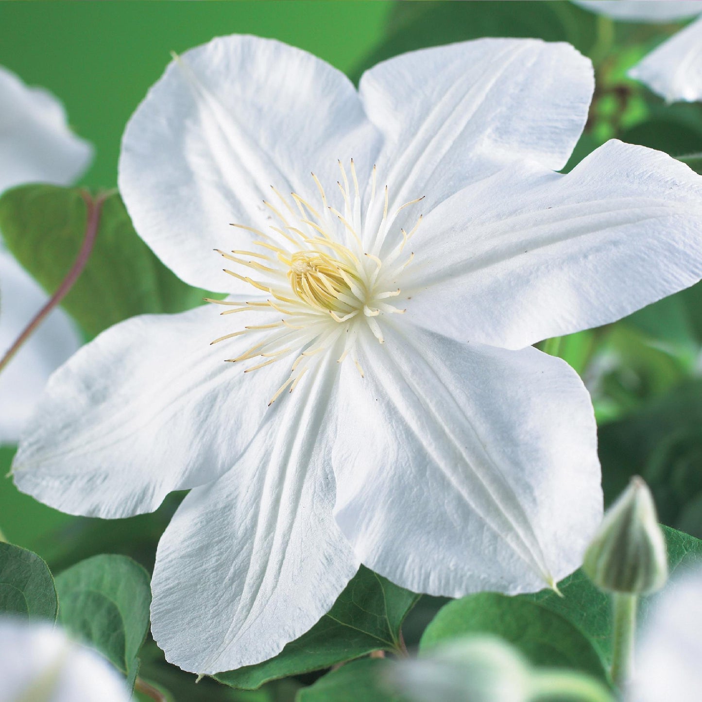 Clematis 'Madame Le Coultre' - Clematis - 2 planten - Pot 11cm - Hoogte 40cm