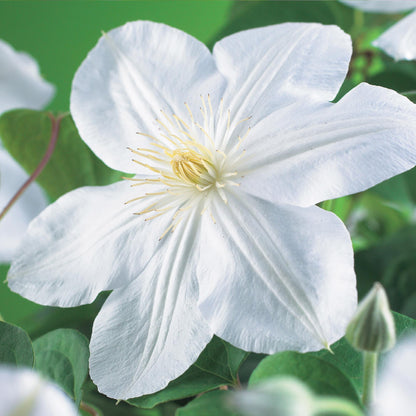 Clematis 'Madame Le Coultre' - Clematis - 2 planten - Pot 11cm - Hoogte 40cm