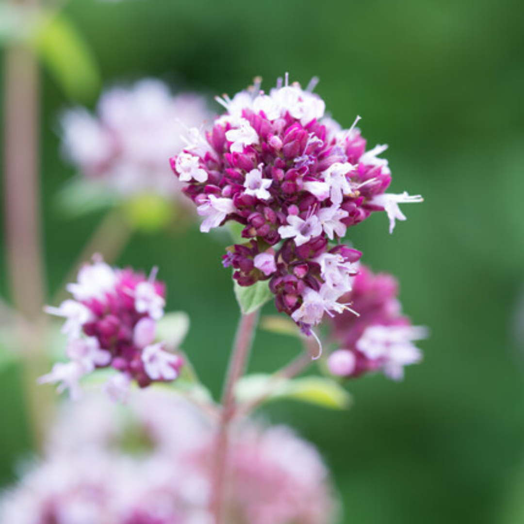 Origanum laevigatum 'Herrenhausen' - Marjolein
