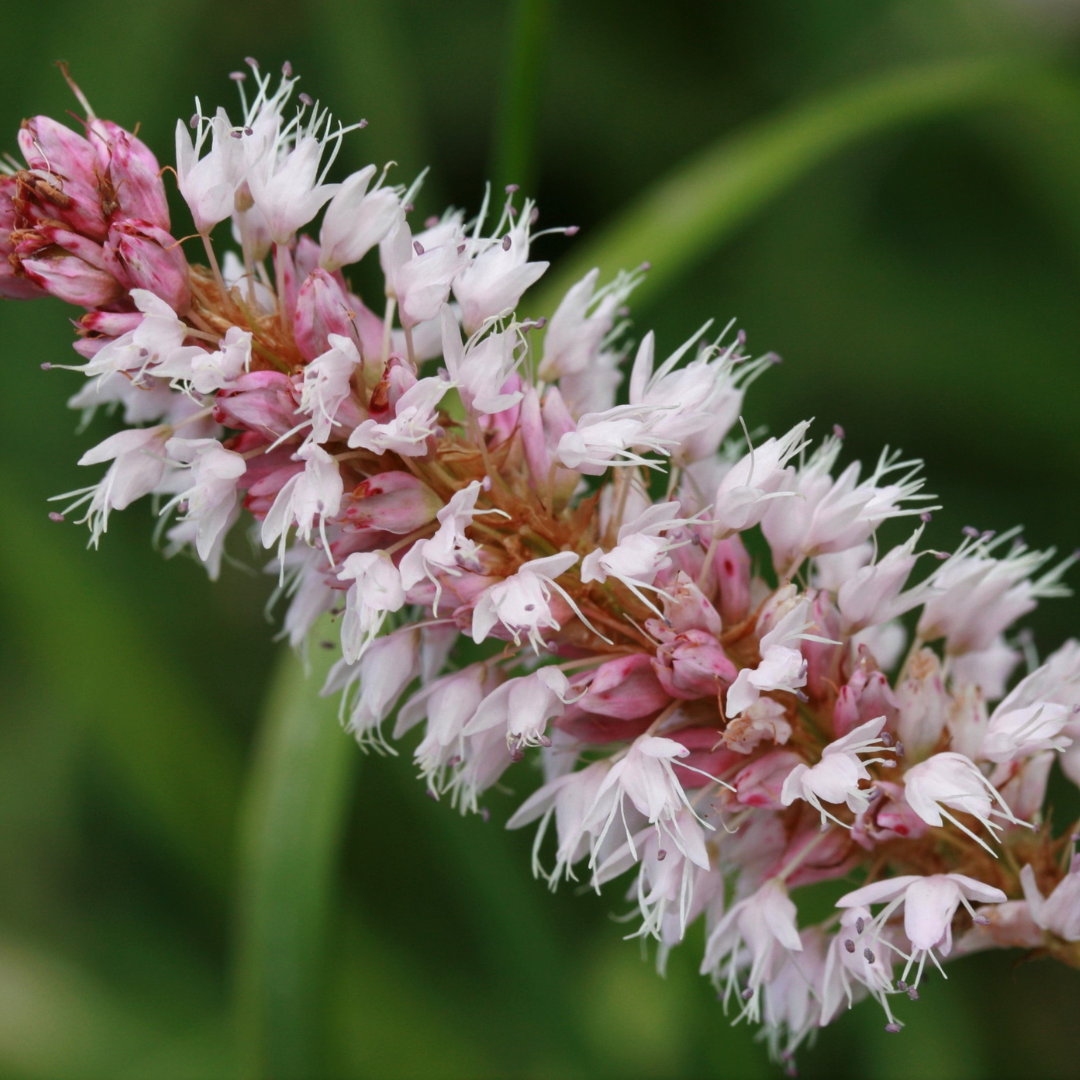 Persicaria affinis ‘Superba’ - Duizendknoop