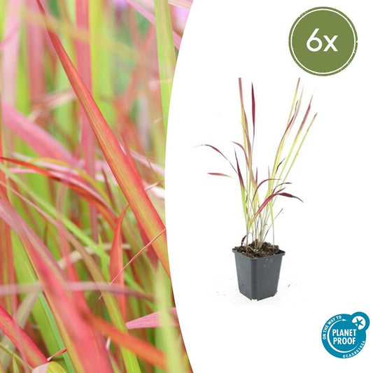 Imperata cylindrica 'Red Baron' Japans Bloedgras