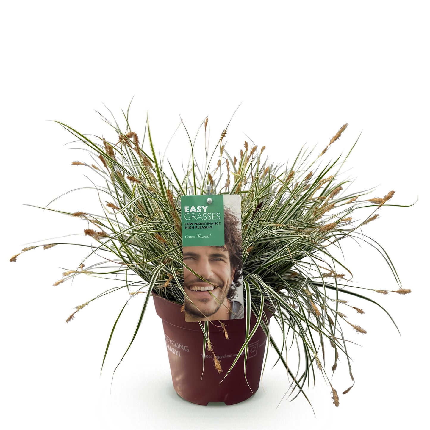 Green boutiQ - Siergrassen - Carex oshimensis Everest - Wit en Groen - 1 Plant - Groenblijvend - Winterhard - Pot 17cm Hoogte 50cm